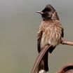 Flycatchers and Bulbuls